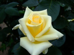 THE WAINWRIGHT ROSE (hybrid tea)